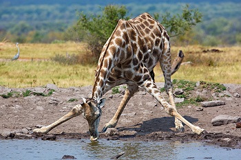 banjo safari giraffe